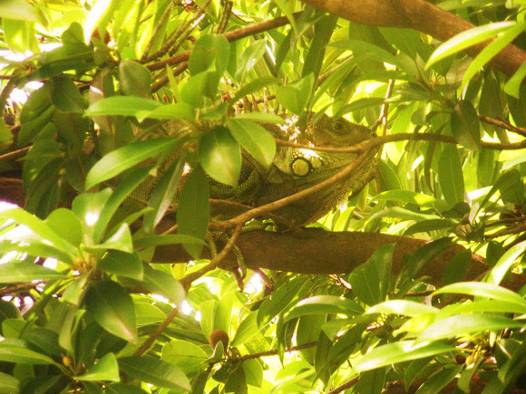 Spotting Image 1