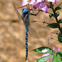 Spatterdock Darner - male