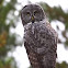 Great Gray Owl