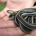 Northwestern Garter Snake