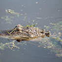 American Alligator