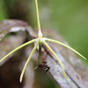 Epidendrum orchid