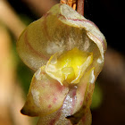 Pleurothallis inflata