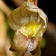 Pleurothallis inflata