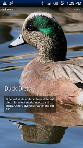 Ducks Photo Book