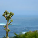 Arctium