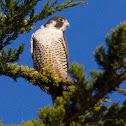 Peregrine Falcon