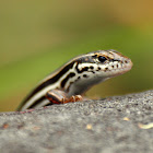 Copper-tailed Skink
