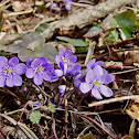 Hepatica nobilis/Jetrnik