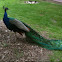 Indian Peafowl