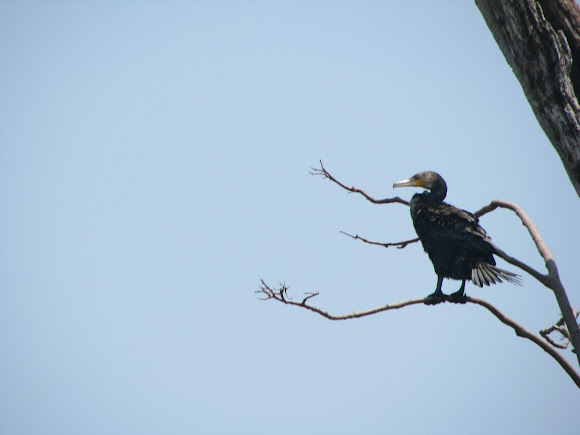 Spotting Image 1