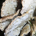 Ryvardenia campyla