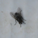 Housefly
