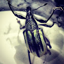 Weevil