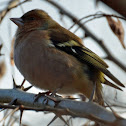 Chaffinch
