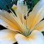 Peach colored Lily