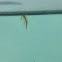 Sea-Monkey