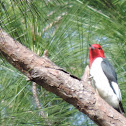 Red-headed Woodpecker