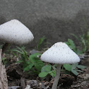 White Mushroom