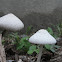White Mushroom