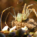 Green lynx spider
