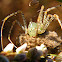Green lynx spider