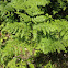 Bracken fern