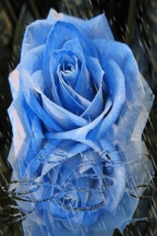 Blue Rose Under Rain Wallpaper