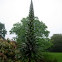 Echium pininana
