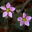 Rhodalsine geniculata