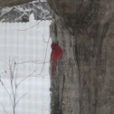 Northern Cardinal (Male)