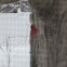 Northern Cardinal (Male)