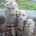 Coprinus comatus