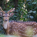 Cheetal or spotted deer