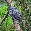 Tawny Frogmouth