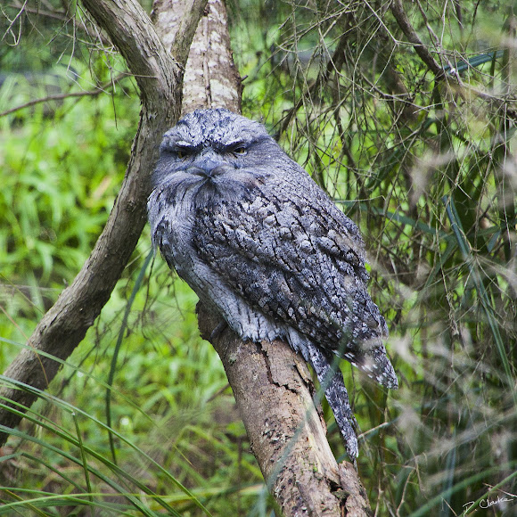 Spotting Image 1