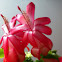 Christmas Cactus