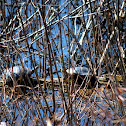 Eastern Painted Turtles
