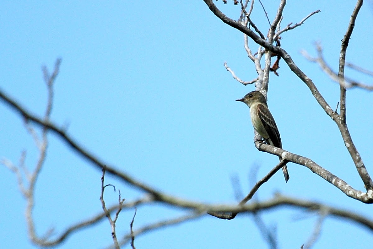 Eastern Wood-Pewee