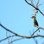 Eastern Wood-Pewee