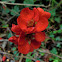 Japanese quince