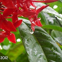 Ixora Cluster