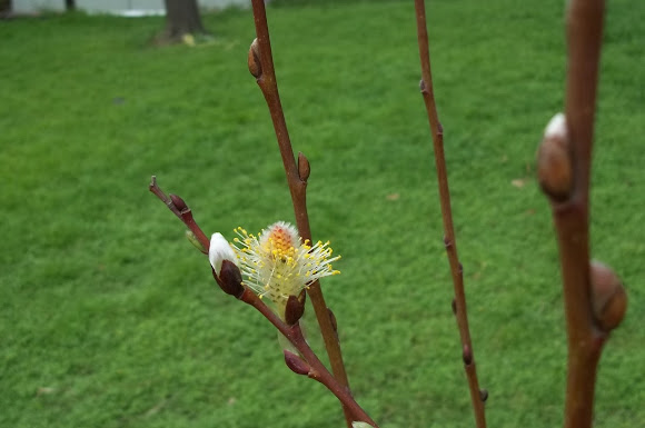 French Pussy Willow