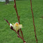 French Pussy Willow
