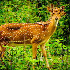 Chital