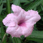 Mexican petunia