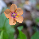 Scarlet Pimpernel