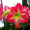 Amaryllis