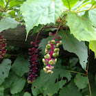 Pokeweed