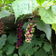 Pokeweed